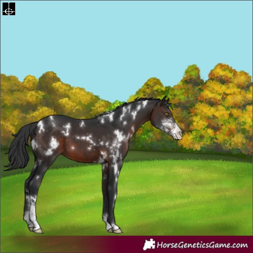 Horse Color:White Spotted Brown Sabino