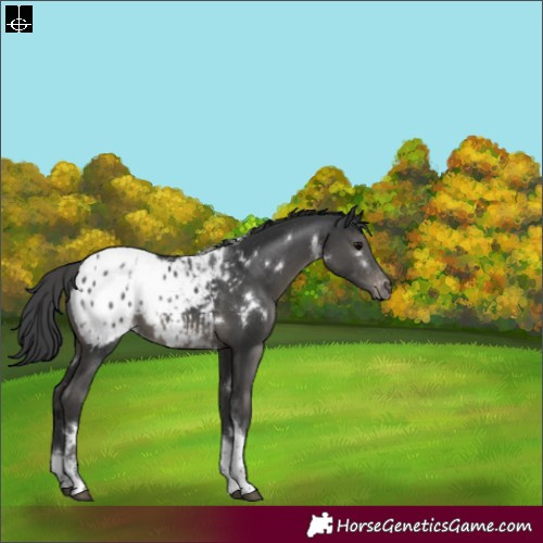 Horse Color:White Spotted Black Tobiano Appaloosa 