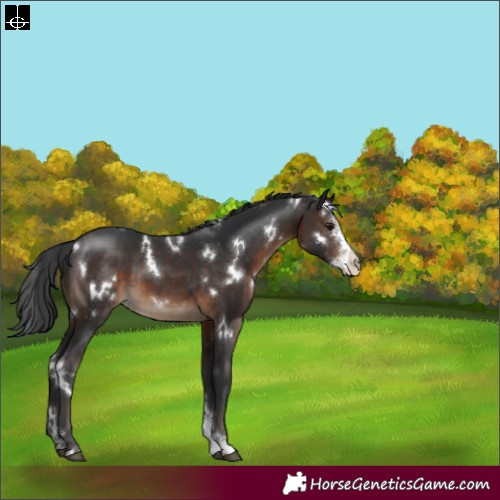 Horse Color:White Spotted Brown Sabino 