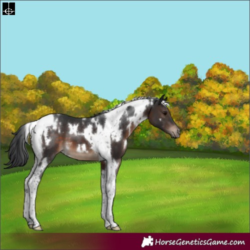 Horse Color:White Spotted Brown Tobiano 