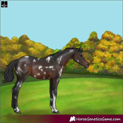 Horse Color:White Spotted Brown Tobiano Rabicano 