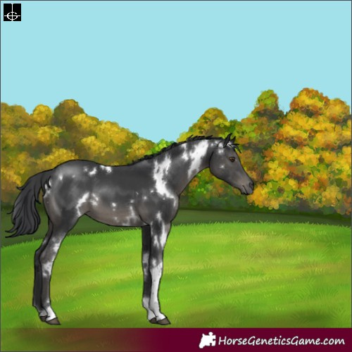 Horse Color:White Spotted Black Tobiano 