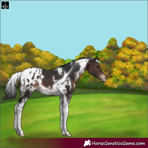 Horse Color:White Spotted Brown Tobiano Varnish 