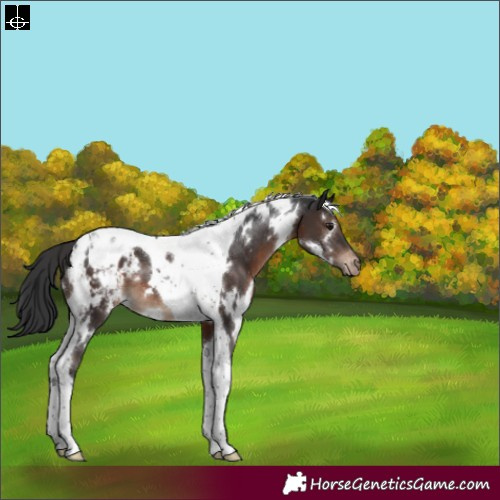 Horse Color:White Spotted Brown Tobiano Appaloosa 