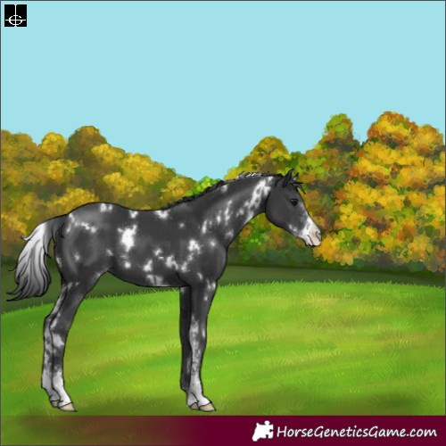 Horse Color:White Spotted Black Sabino 