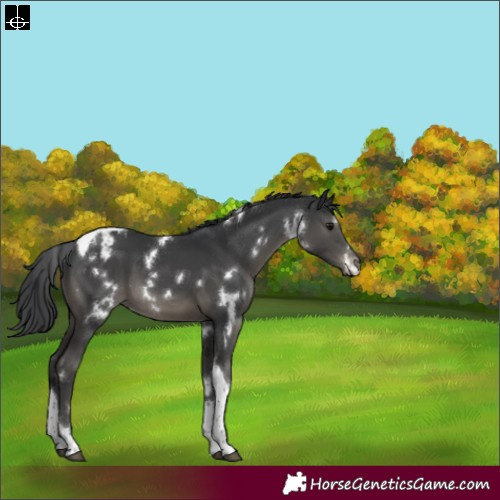 Horse Color:White Spotted Black Tobiano Appaloosa