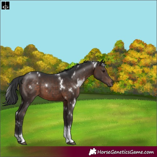 Horse Color:White Spotted Brown Tobiano 