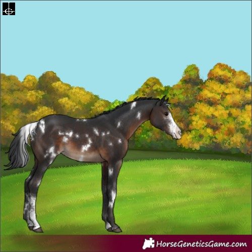 Horse Color:White Spotted Brown Sabino Appaloosa 