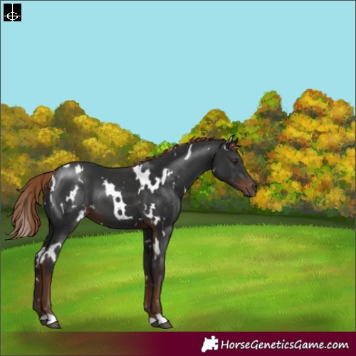 Horse Color:White Spotted Liver Chestnut 