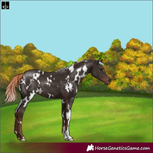 Horse Color:White Spotted Liver Chestnut 