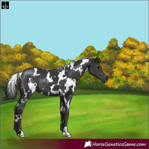 Horse Color:White Spotted Black 