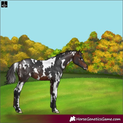 Horse Color:White Spotted Brown 