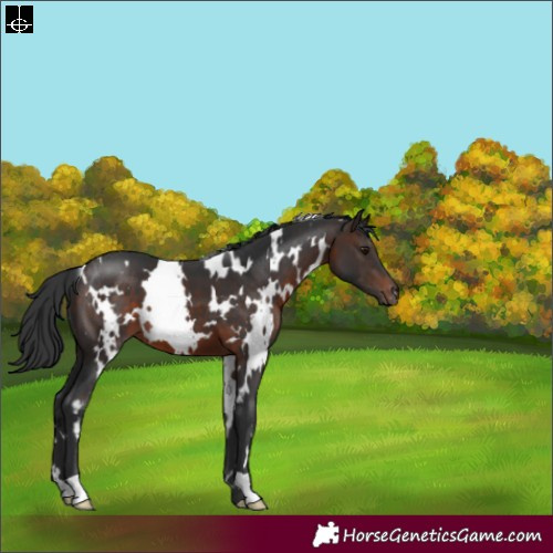 Horse Color:White Spotted Brown 