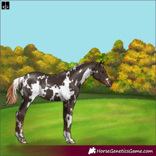 Horse Color:White Spotted Liver Chestnut 
