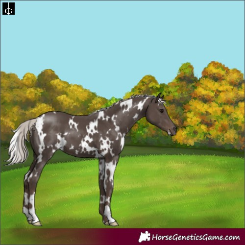 Horse Color:White Spotted Silver Black 