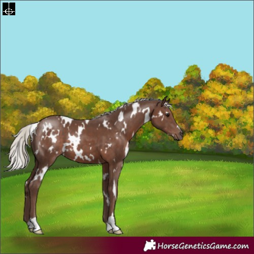 Horse Color:White Spotted Silver Black 