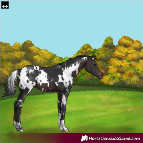 Horse Color:White Spotted Brown 