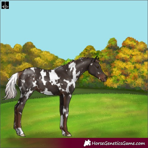 Horse Color:White Spotted Liver Chestnut 