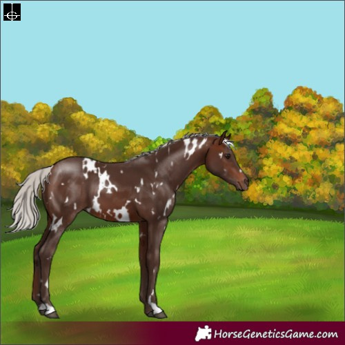 Horse Color:White Spotted Silver Brown 
