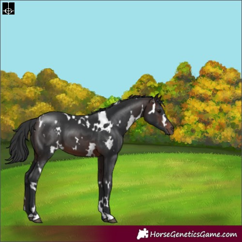 Horse Color:White Spotted Brown 