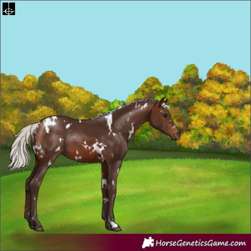 Horse Color:White Spotted Silver Brown
