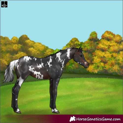 Horse Color:White Spotted Brown 