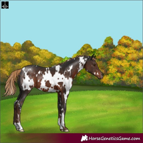 Horse Color:White Spotted Liver Chestnut 