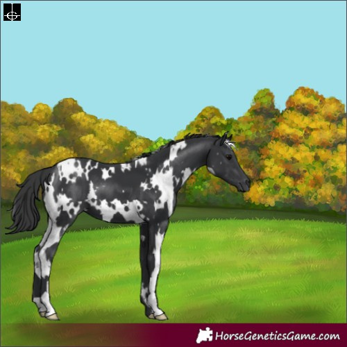 Horse Color:White Spotted Black 