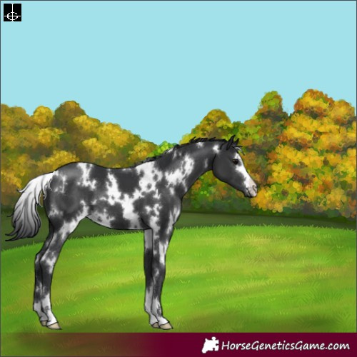 Horse Color:White Spotted Black