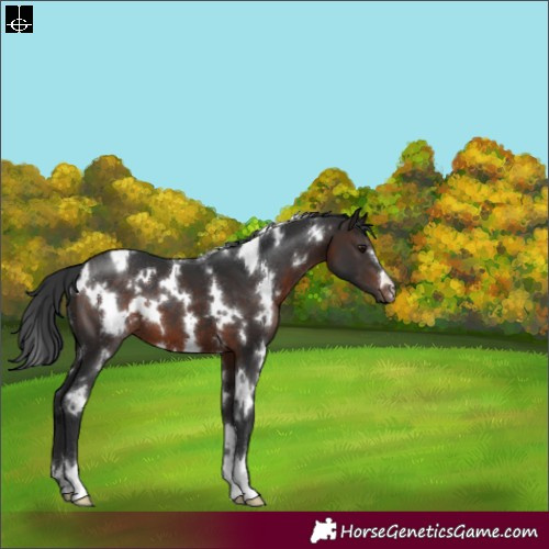 Horse Color:White Spotted Brown 