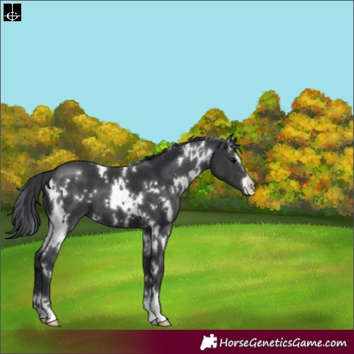 Horse Color:White Spotted Black