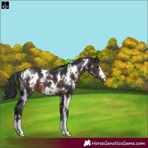 Horse Color:White Spotted Brown 