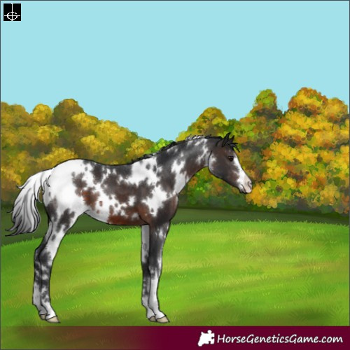 Horse Color:White Spotted Brown 