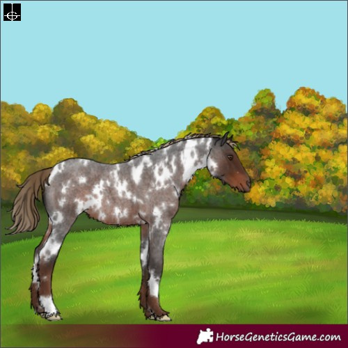 Horse Color:White Spotted Liver Red Roan 