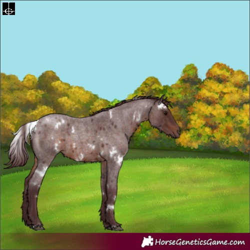 Horse Color:White Spotted Chocolate Brown Roan