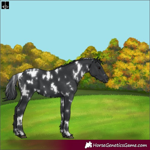 Horse Color:White Spotted Black 
