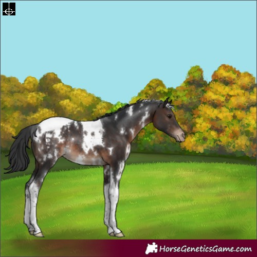 Horse Color:White Spotted Brown Tobiano Appaloosa Rabicano 