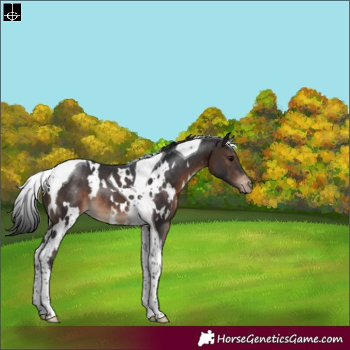 Horse Color:White Spotted Brown Tobiano Varnish Rabicano 