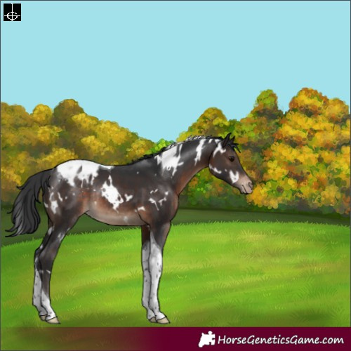 Horse Color:White Spotted Brown Tobiano Blanket Rabicano