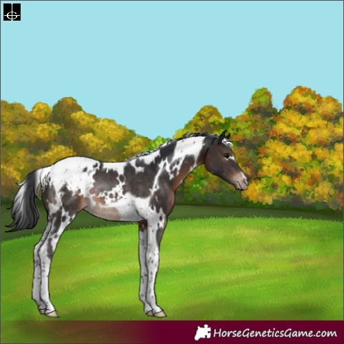Horse Color:White Spotted Brown Tobiano Blanket Rabicano 