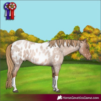 Horse Color:Liver Red Roan Pearl Tobiano Appaloosa 