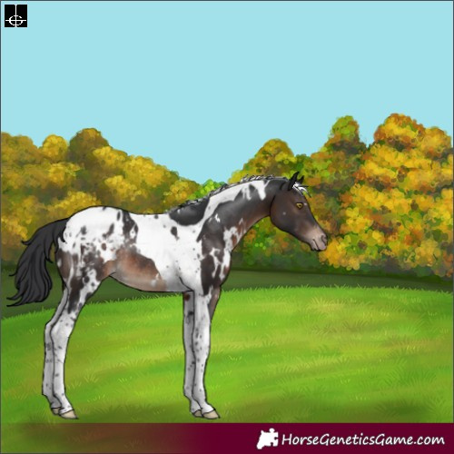Horse Color:White Spotted Brown Tobiano Blanket Rabicano 