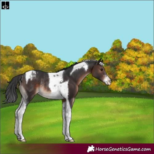 Horse Color:Brown Sabino Tobiano Varnish Rabicano 
