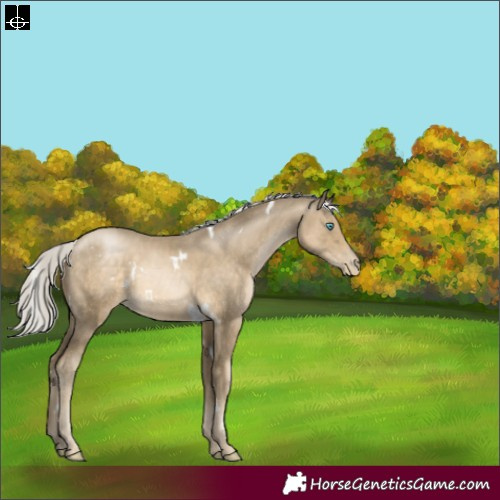 Horse Color:White Spotted Silver Smoky Black Pearl Rabicano 