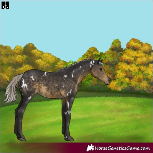 Horse Color:White Spotted Silver Smoky Black Rabicano 