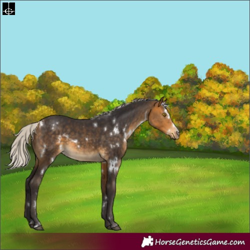 Horse Color:White Spotted Silver Buckskin Sabino 