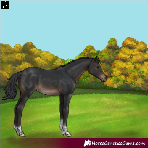 Horse Color:Brown Tobiano
