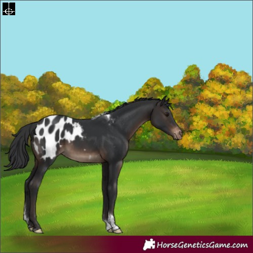 Horse Color:Brown Tobiano Blanket 