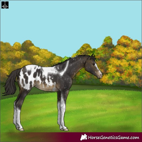 Horse Color:Buckskin Tobiano Blanket 