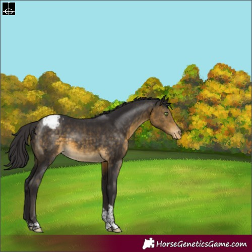 Horse Color:Buckskin Tobiano Varnish